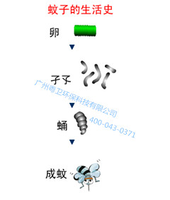 廣州滅蚊子公司