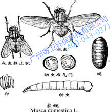 廣州滅蒼蠅公司