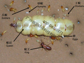 廣州專業(yè)滅治白蟻公司