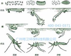 廣州滅蚊子公司