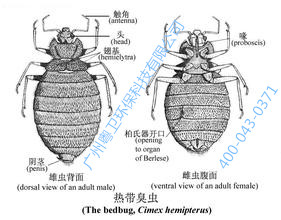 廣州殺臭蟲(chóng)公司