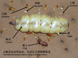 廣州滅殺白蟻公司