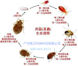 廣州除臭蟲公司